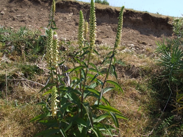 Digitalis micrantha  / Digitale appenninica